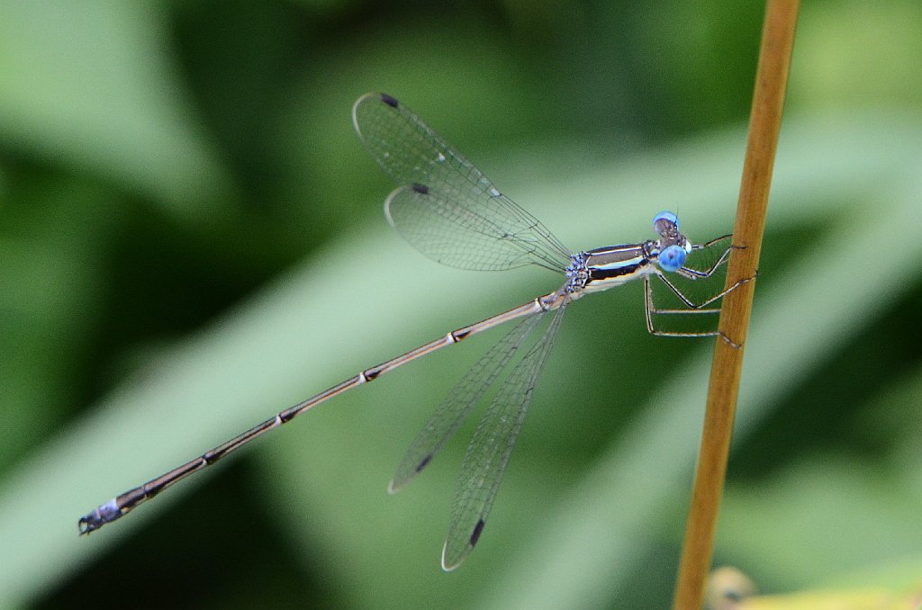 098 2014-07241515 Broad Meadow Brook, MA.JPG - Slender Spreadwing (Lestes rectangularis) (m). Broad Meadow Brook Wildlife Sanctuary, MA, 7-24-2014